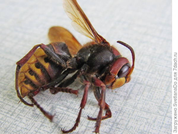 это мой &amp;quot;гость&amp;quot;.Кто ко мне  мечм придет,тот........