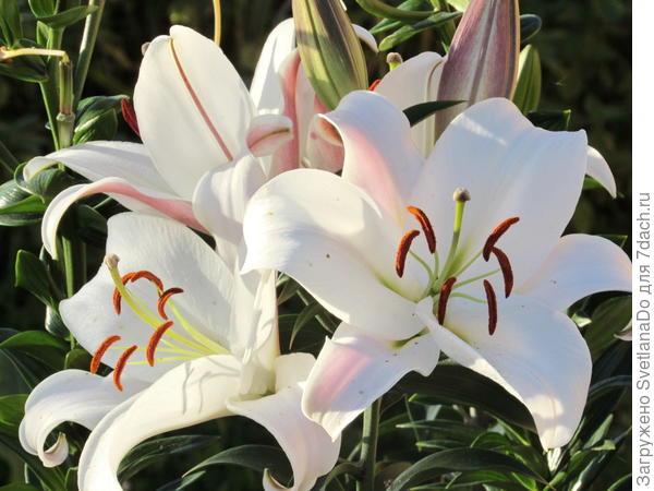 вот она,с огромными цветками