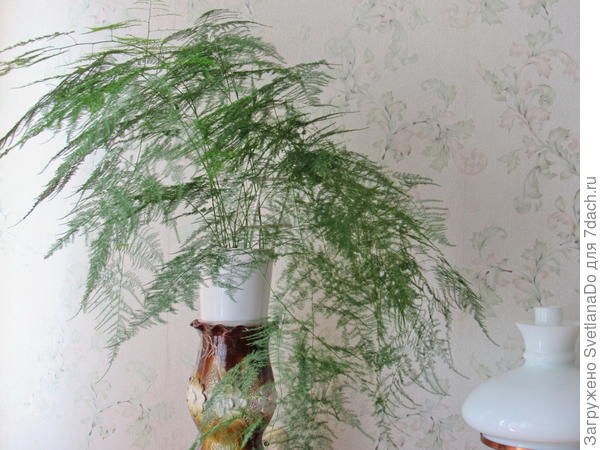 аспарагус перистый