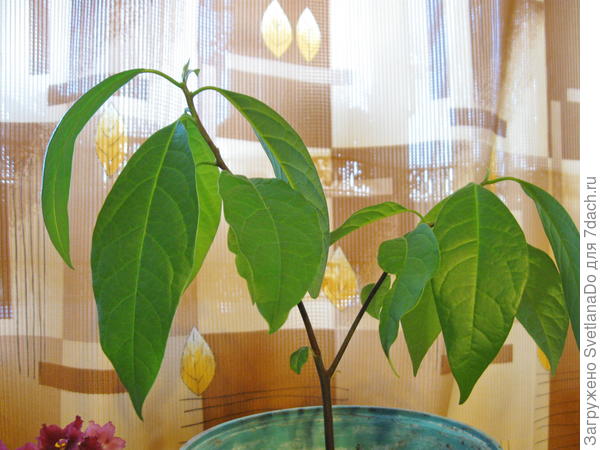 авокадо растет