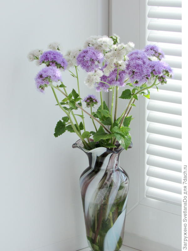 с белым на пару!