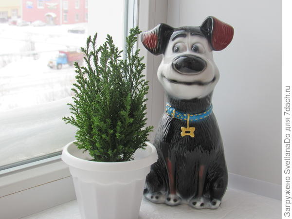 охранник куста