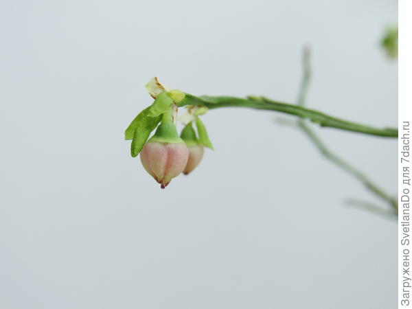 черничкин цветок  в январе