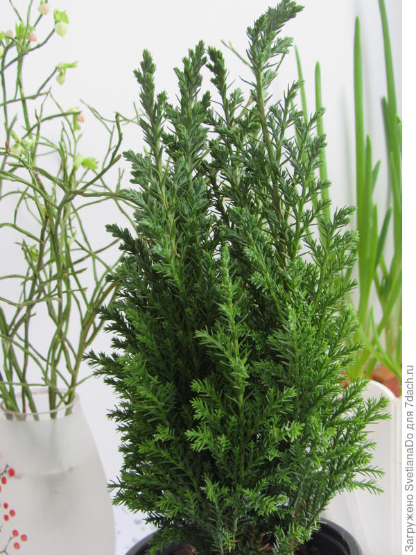 путешественник