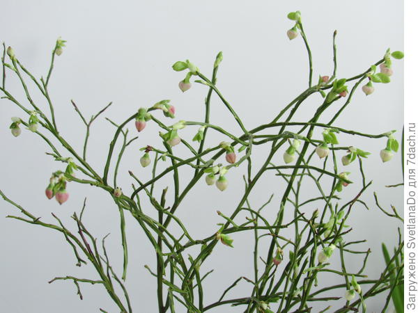 черника цветет