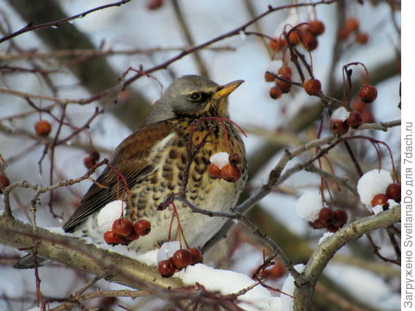 Дрозд-рябинник