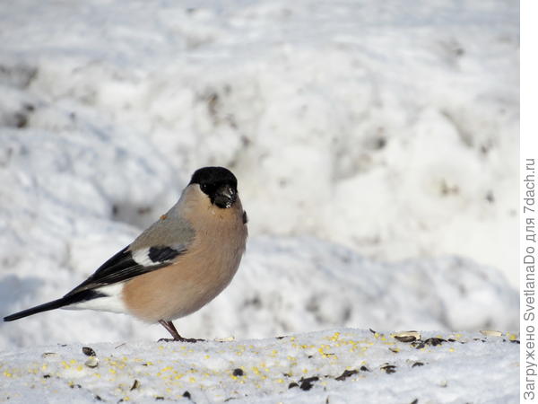 вот,девчонка снегириная