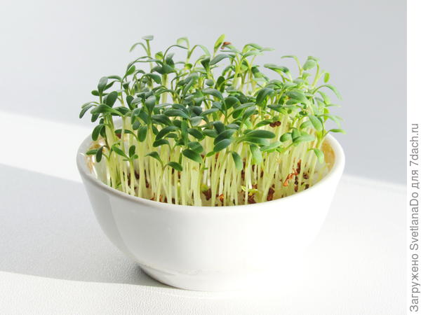 кресс-салат