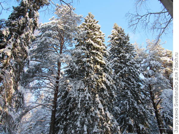 сосны