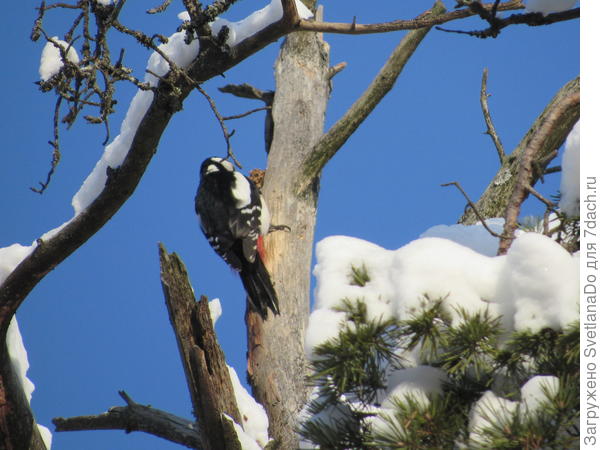 другой дятел