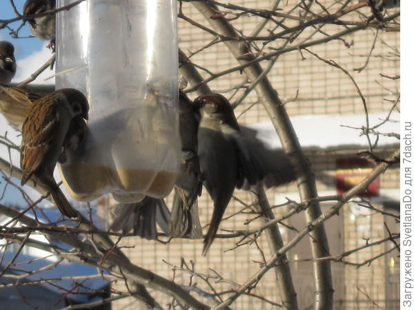 воробьишки