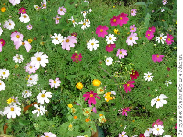 ну прелесть же?