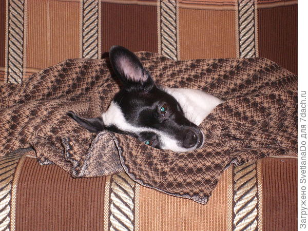 Бимас в гнезде)