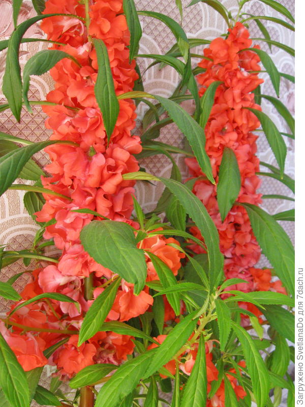 бальзаминчики