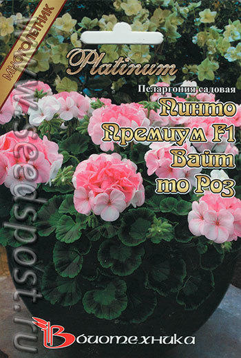 пеларгония