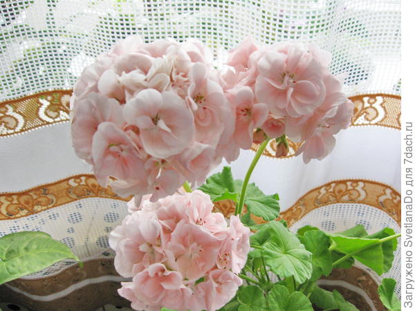 пеларгония