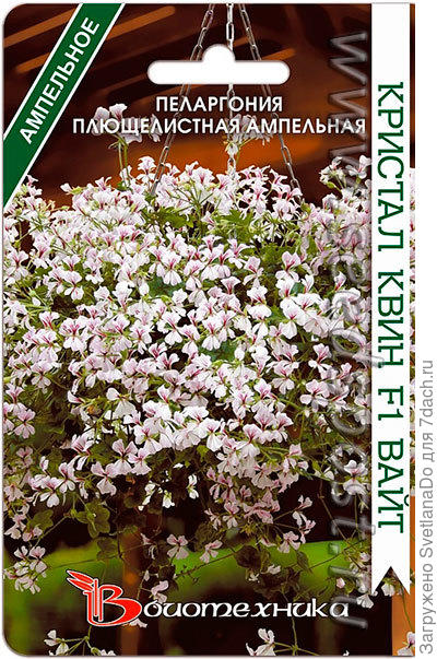 пеларгония