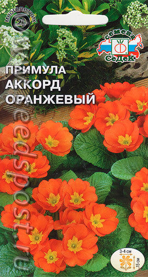 Примула "Акконд оранжевый"