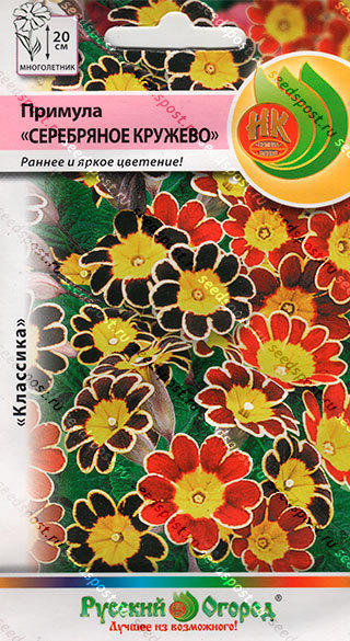 примула "Серебряное кружево"