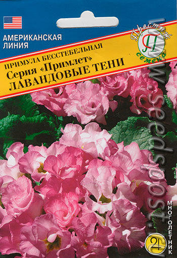 примула "Лавандовые тени"