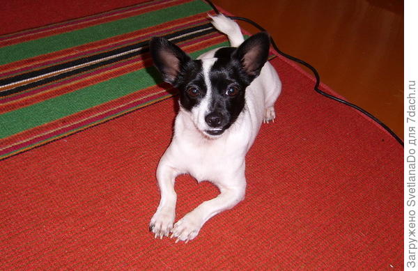 Бимасик в молодости