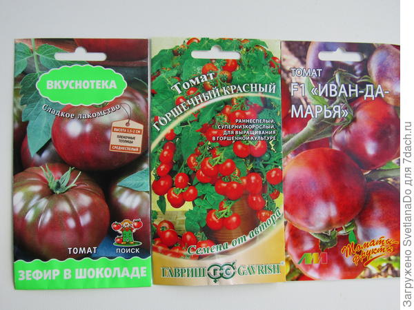 томаты