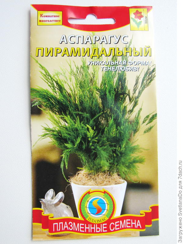 аспарагус Пирамидальный
