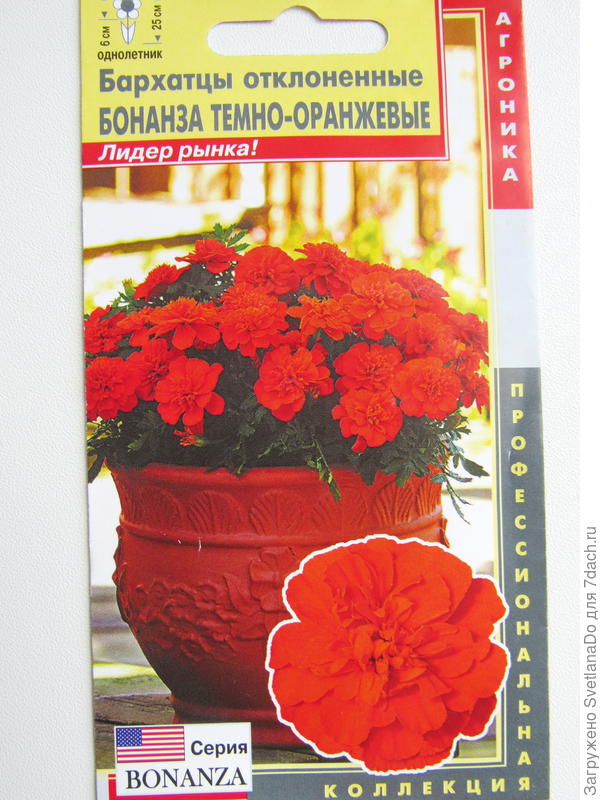 бархатцы