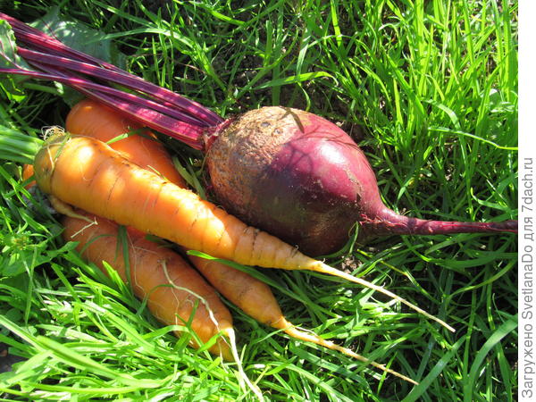 Морковь со свеклой