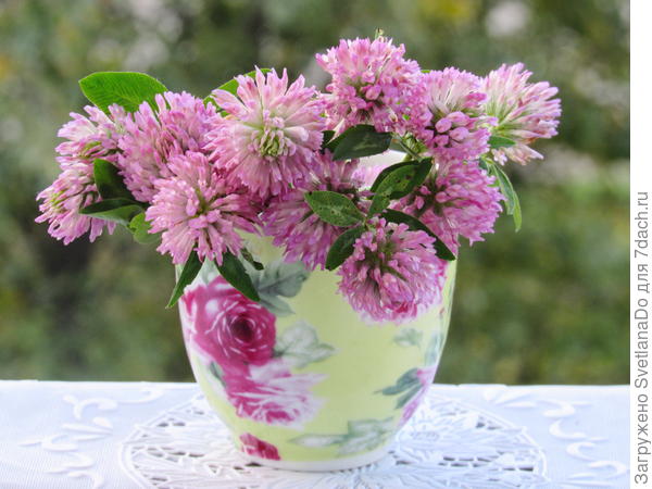клевер