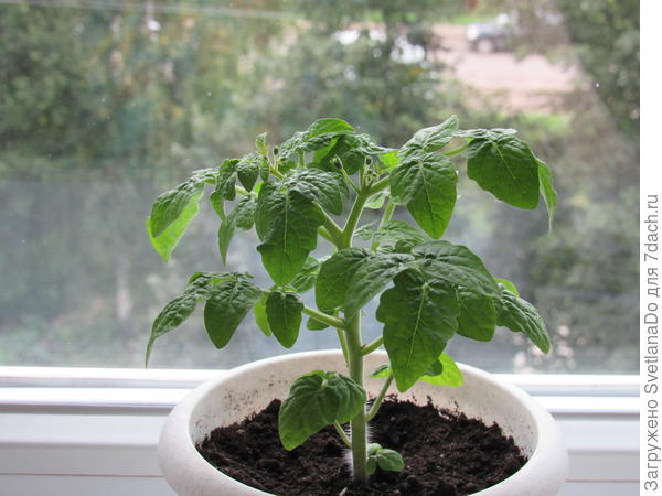 они же ,в конце августа