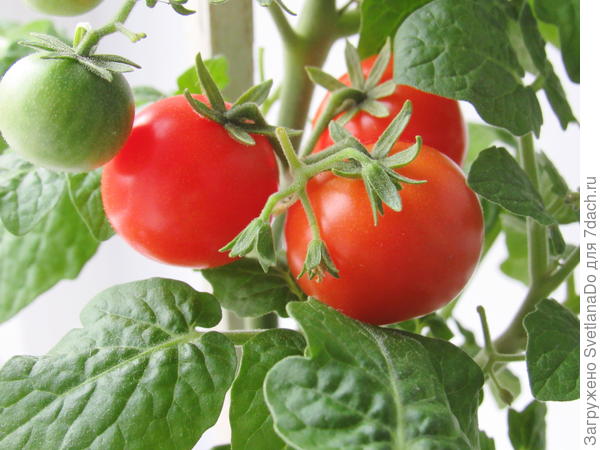 они же,на сегодняшний день,еще не сорваны!