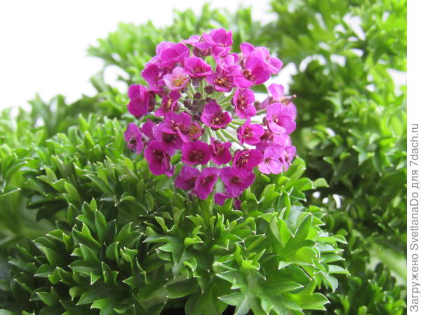 алиссум с петрушкой