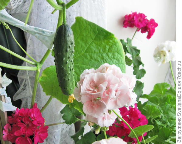 мой первый и последний(я так думаю) подоконный питомец