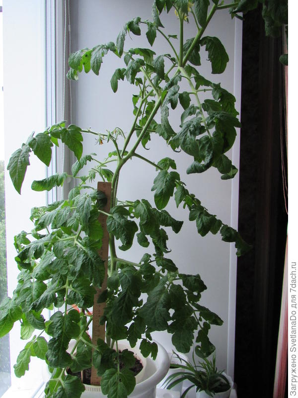 лже-Пиноккио