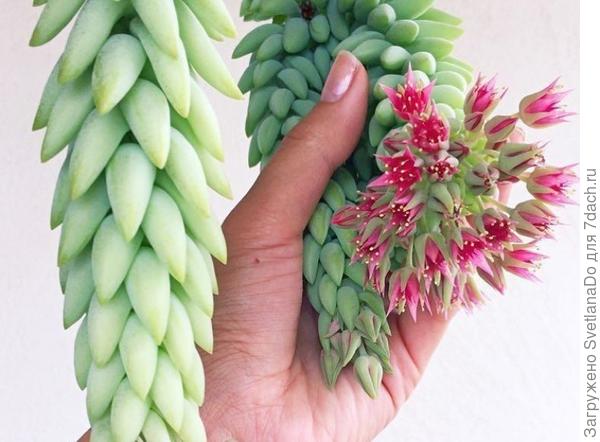 фото из интернета