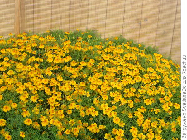 тут еще не полность расцвели