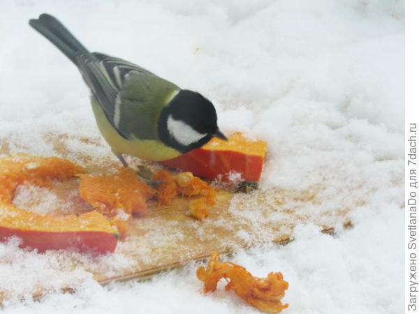 мутно-через два стекла.