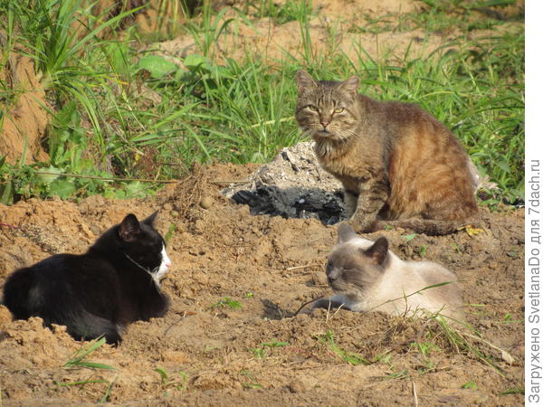 И это малая часть соседской кошачьей банды