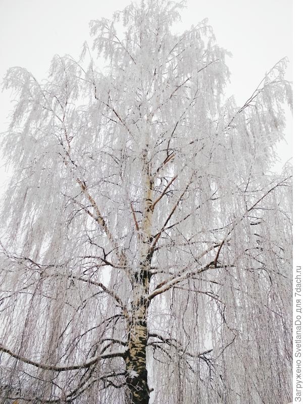 березонька...