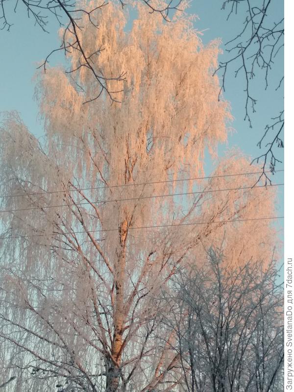 березка на закате розовеет(фото из окна)