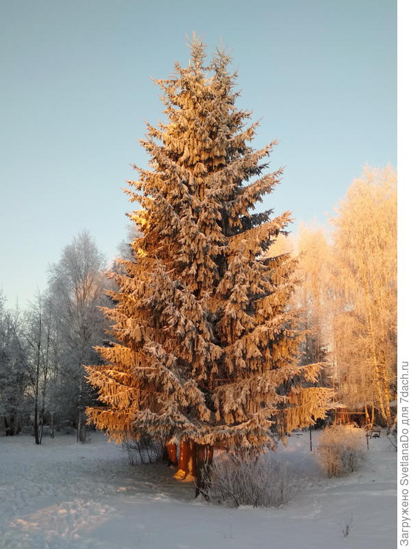 елка во дворе на закате