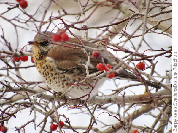 Вот он,красавчик!