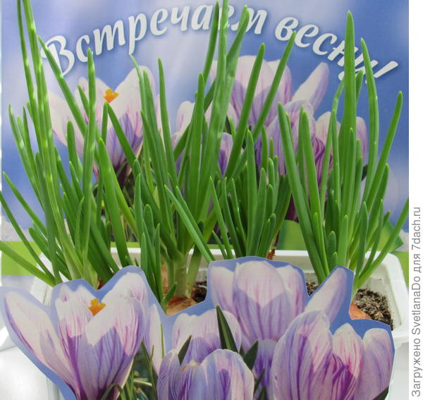встречаем весну!!!
