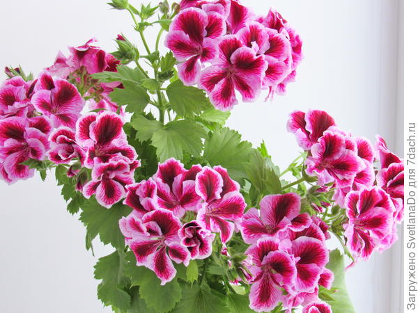 Мамочкин любимец(впрочем,они у нее все любимцы!)