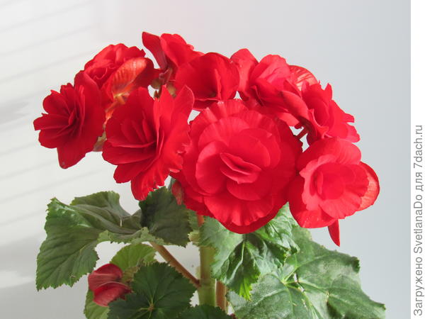 Привет поздравительный от моей бегоши!