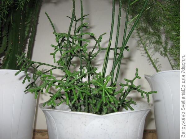 архивное фото