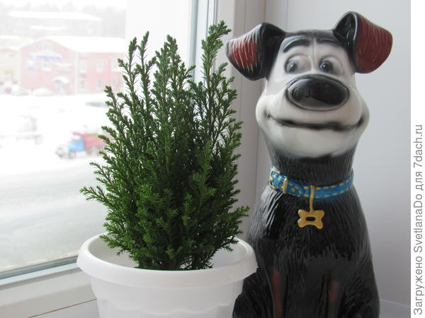 Куплен вот таким