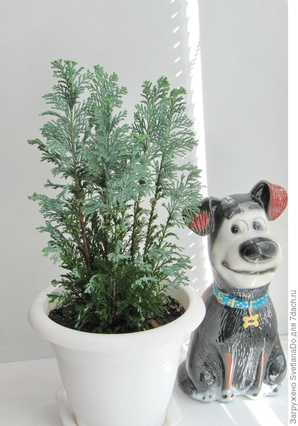 Сейчас вот такой