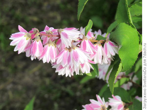 дейция шершавая